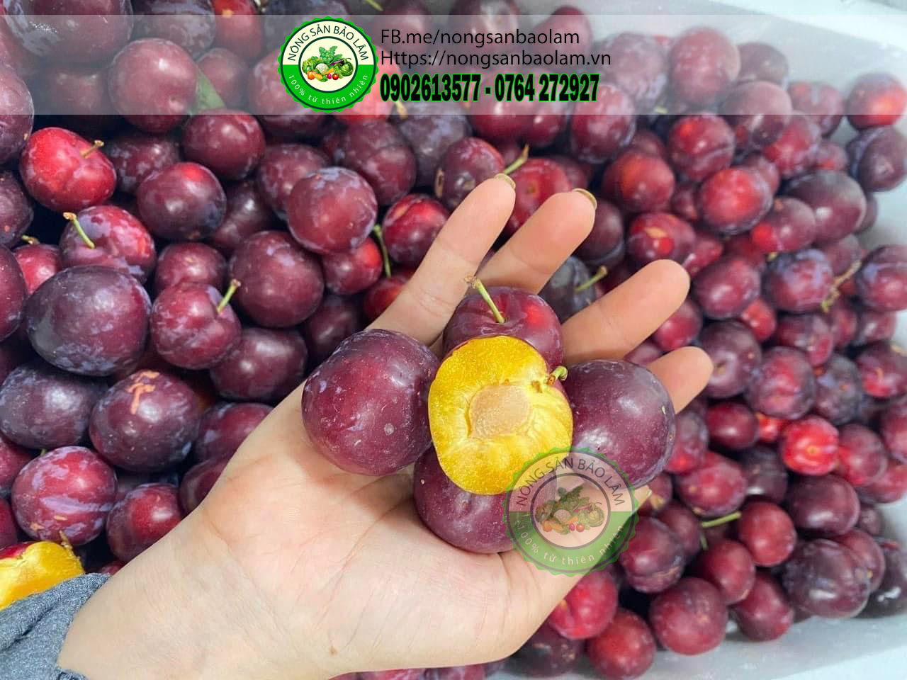 MẬN CHERRY SƠN LA - nongsanbaolam 4