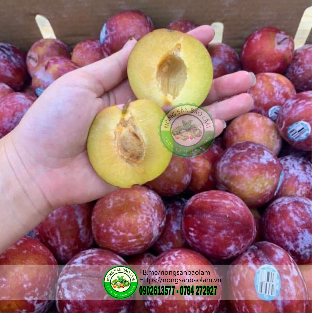 MẬN CHERRY SƠN LA - nongsanbaolam
