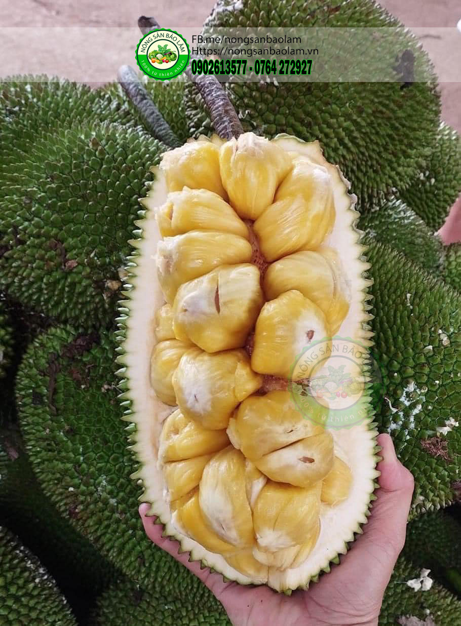 Mít Tố Nữ Hương Sầu Riêng - nông sản bảo lâm 3