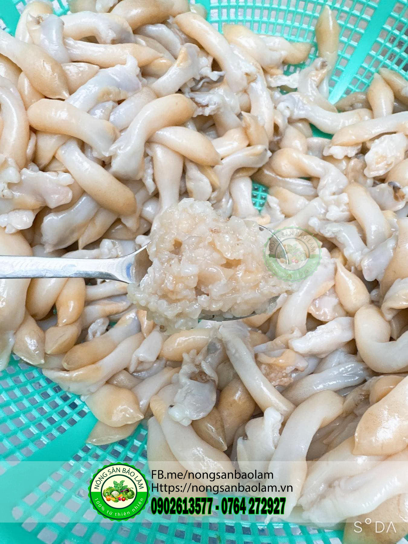 Ruột ốc móng tay - nông sản bảo lâm 3