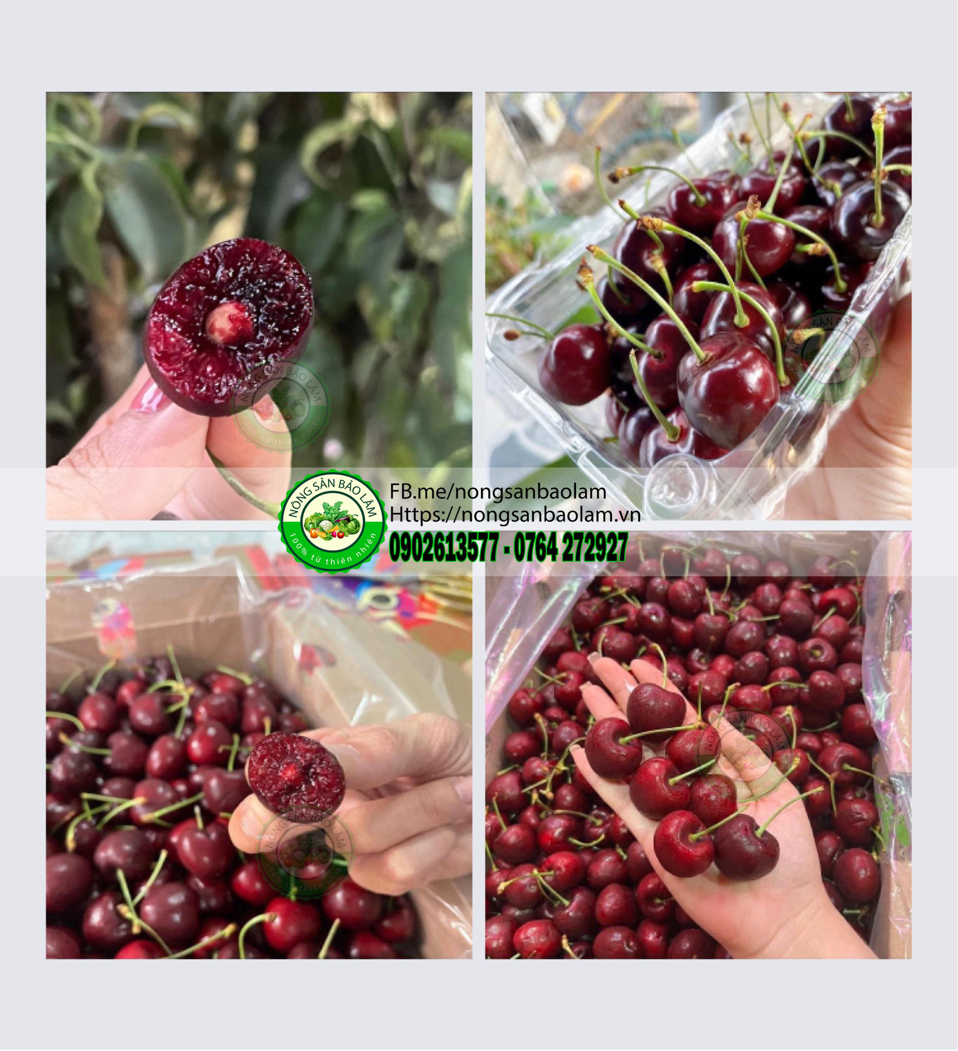 cherry chile - nông sản bảo lâm